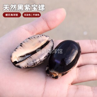 天然海螺贝壳黑紫色宝螺鱼缸造景家居装饰摆件把玩礼物收藏标本品