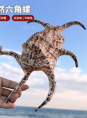 天然六角螺贝壳无染不掉色摆件