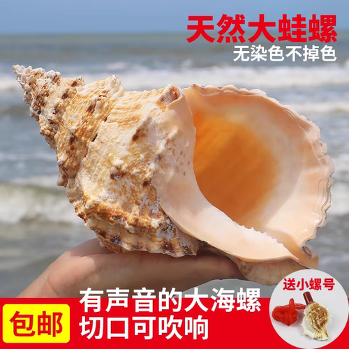 天然大蛙螺大海螺壳贝壳