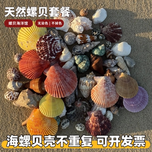 天然贝壳海螺寄居蟹壳替换壳鱼卷贝鱼专用海螺壳贝鱼缸装饰品造景