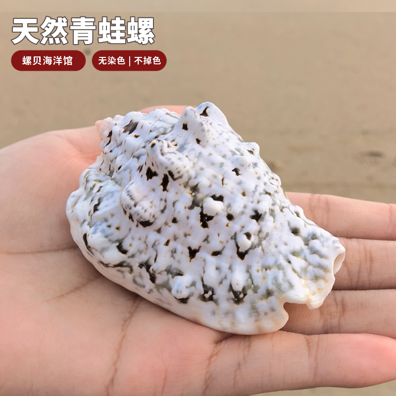 天然海螺贝壳青蛙螺家居装饰挂件鱼缸水族造景装饰创意礼品大贝壳