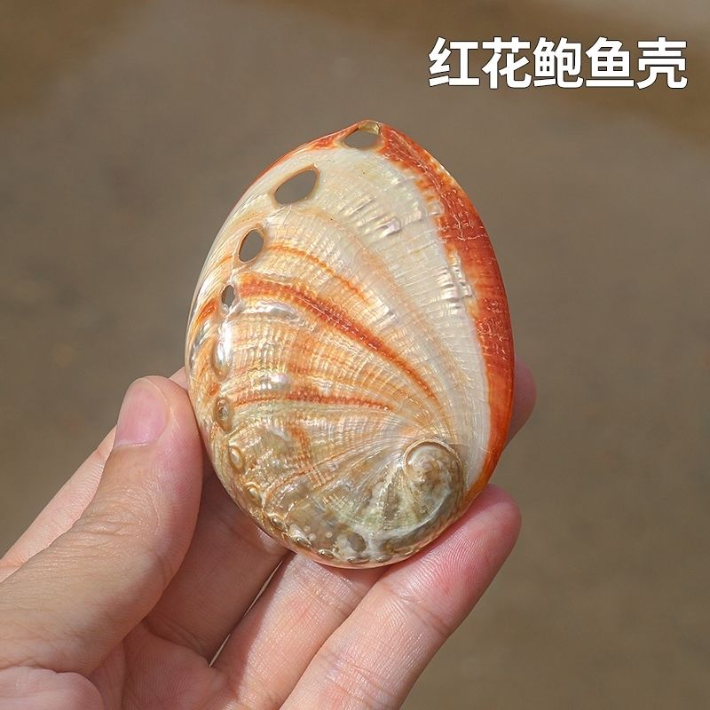 天然红花鲍鱼壳鱼缸造景装饰品创意家居收藏摆件拍摄道具海螺贝壳