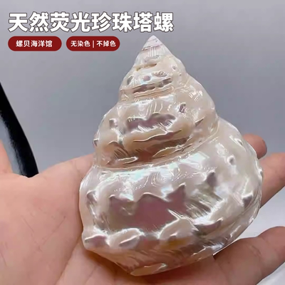 天然海螺贝壳荧光珍珠塔螺