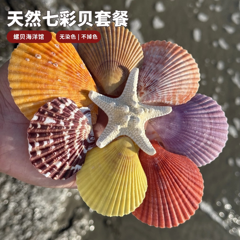 天然七彩贝壳彩色扇贝鱼缸水族箱造景地台装饰 幼儿园手工diy材料