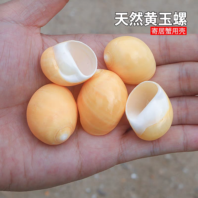 黄玉螺小号寄居蟹替换壳天然海螺贝壳鱼缸造景家居装饰摆件收藏螺