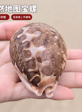 海螺标本螺地图宝螺水族造景装饰