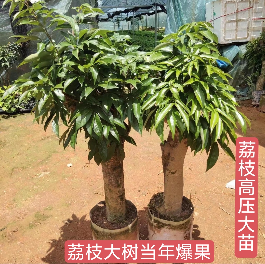 高压荔枝苗荔枝果树四季当年爆果