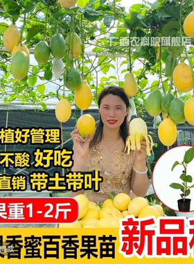 新品种大果香蜜百香果嫁接果树苗