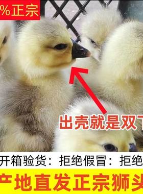 【厂家直发】正宗狮头鹅活苗特大种狮头鹅活苗潮汕狮子头鹅苗