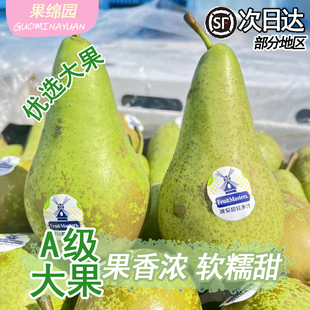 比利时进口啤梨大果软糯香甜宝宝辅食孕妇水果青啤梨应季整箱包邮