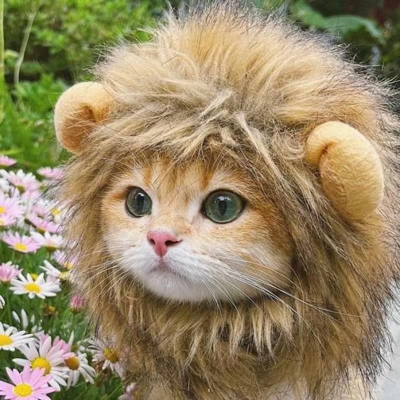 厂家狮子头套宠物帽子变装帽兔耳朵可爱狗小猫金渐层美短虎斑帽子