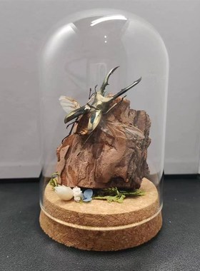 美他力弗细身赤锹甲森林力士甲虫长牙标本昆虫小众男士礼物玻璃罩