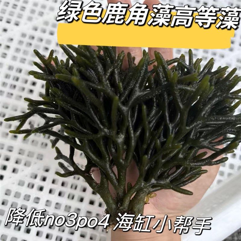 海缸高等藻绿葡萄藻红葡萄藻鹿角藻降低no3po4净化水质海缸造景