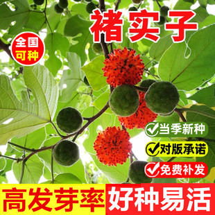 褚实子种子四季种植易活构树种子庭院易活楮树构桃树构乳树