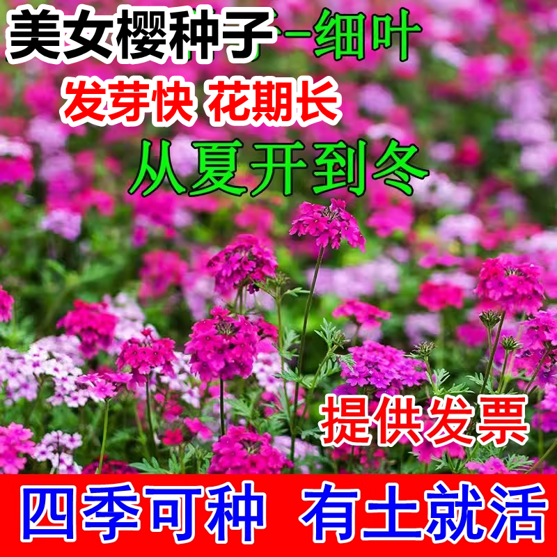 细叶美女樱种子见土就活花