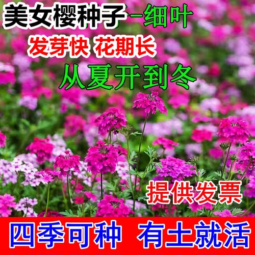 细叶美女樱种子见土就活花