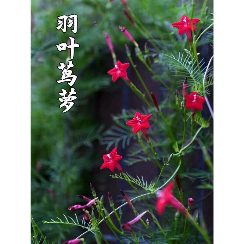 羽叶茑萝花种子五角星花牵牛花爬藤爬墙莺萝喇叭花阳台盆栽种籽孑