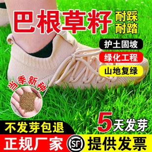 巴根草籽耐旱多年生护坡固土草籽四季常青工程绿化草坪种籽