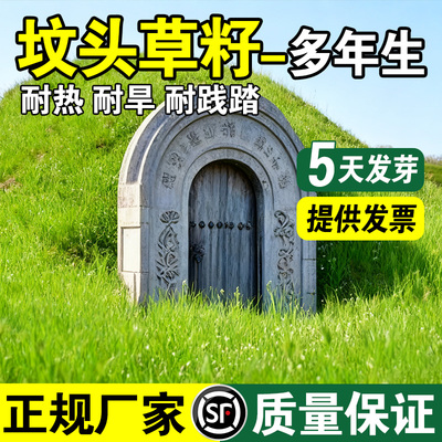 坟头草多年生草籽响铃草