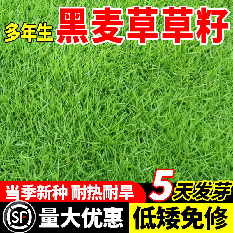 高产黑麦草多年生种籽
