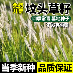 坟头草籽清明草籽坟头绿化多年生草籽响铃草籽长镰草籽坟地多年生