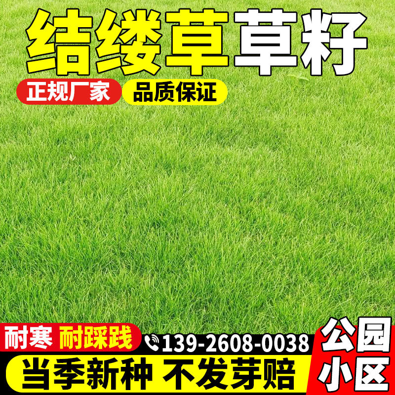 结缕草草籽庭院草籽细叶中华结缕草草籽四季青矮生耐践踏民宿露营