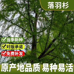 新采落雨杉种子绿化造林落羽杉种子水杉树种子包邮