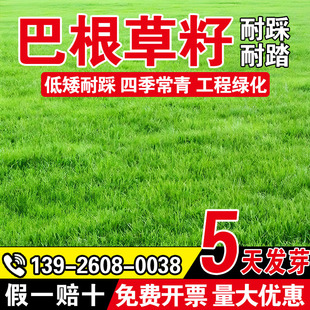 巴根草籽多年生四季常青耐热耐旱耐践踏护坡固土绿化草坪种子