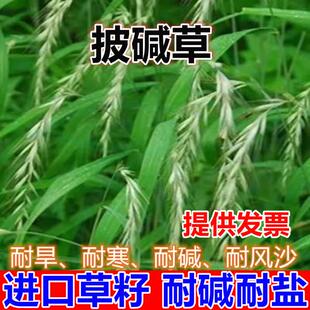 披碱草种子护坡固土草籽耐盐碱风沙草坪种子碱茅草种子四季牧草籽