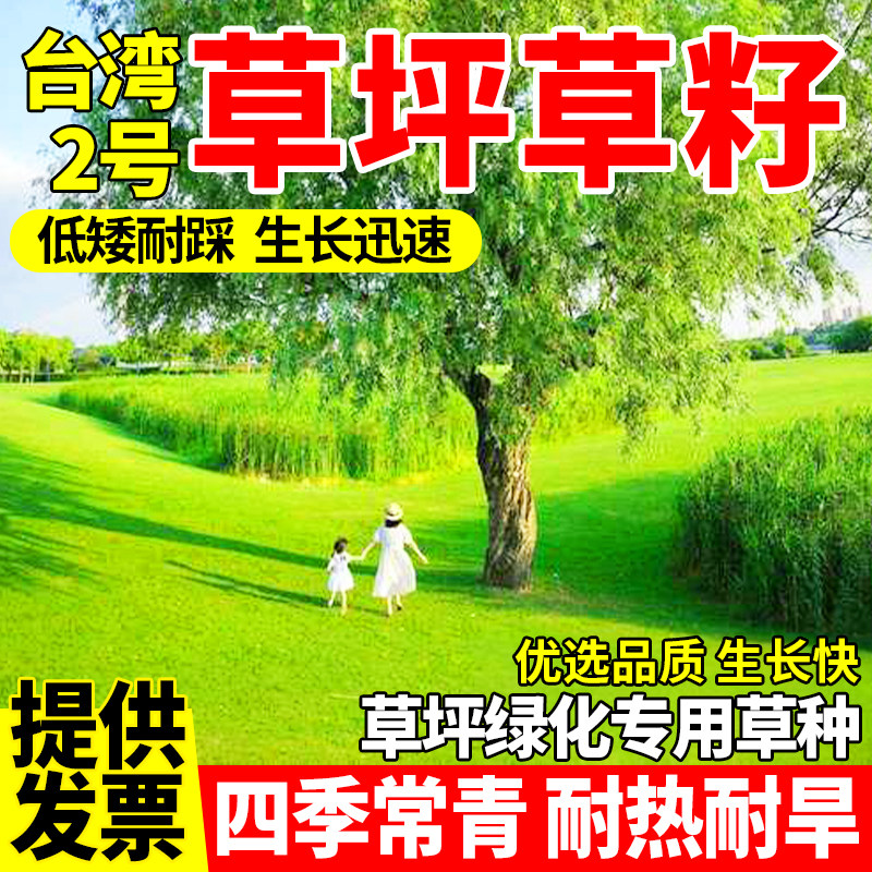 台湾草草籽四季常青低矮耐践踏庭院别墅小区绿化草坪种子