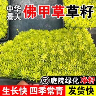 佛甲草草籽佛甲草草籽草坪种子耐热耐寒四季种籽楼顶屋顶绿化