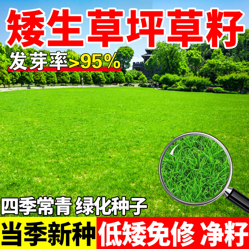 矮生草坪种子四季常青免修剪耐践踏民宿露营小区绿化包邮