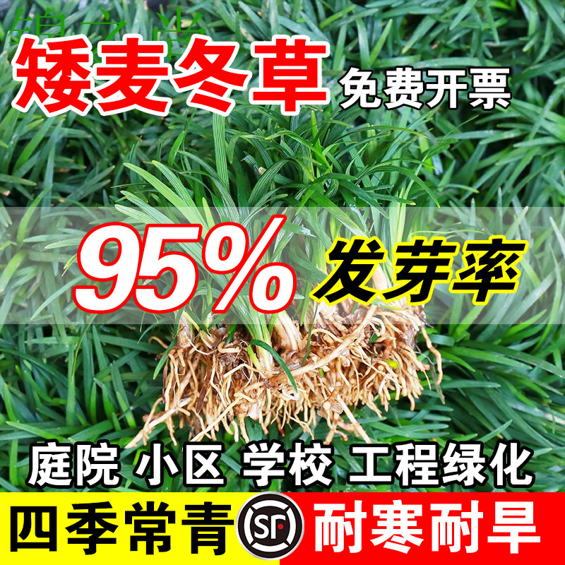 矮麦冬草玉龙草日本矮麦冬草种籽细叶麦冬庭院绿化种子