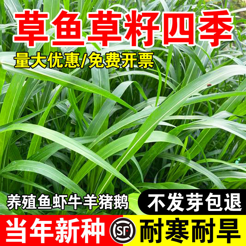 草鱼草籽四季专用草种高丹草籽四季牧草鱼草种籽玉米种植高粱