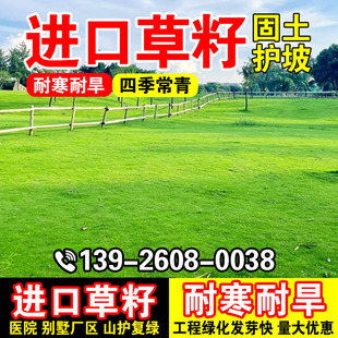 进口草籽免修剪别墅庭院绿化草皮种籽档矮生四季常