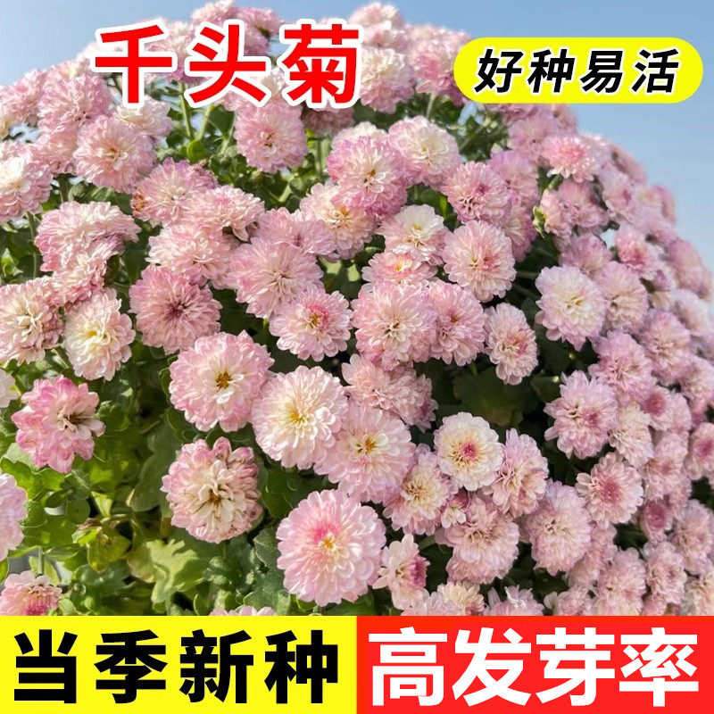 千头菊花籽菊花球菊小雏菊盆栽秋冬易活糖果千头菊种子花种籽子
