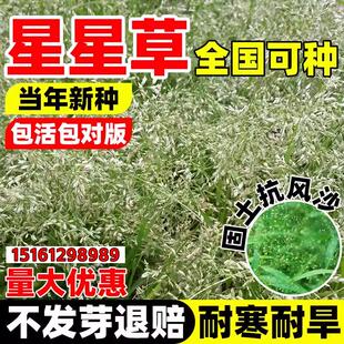 星星草种籽多年生护坡固土草籽抗风沙耐旱耐贫瘠耐盐碱披碱草种子