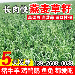 燕麦草籽四季高产草籽多茬收割畜牧养殖家禽喜食高蛋白牧草种子