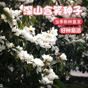 深山含笑种子又名含笑花种子 乐昌含笑种子红花含笑树种籽