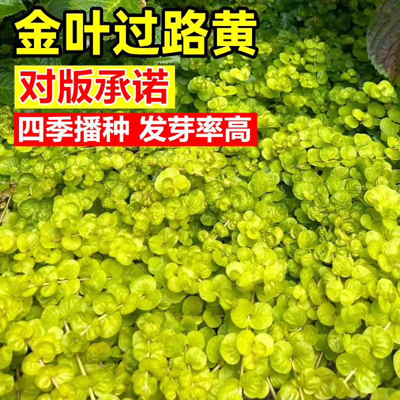 金叶过路黄种子四季金黄铺路垂吊蔓生好养多年生草本植物花卉种籽