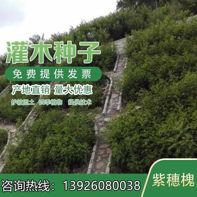 护坡灌木种子紫穗槐刺胡枝