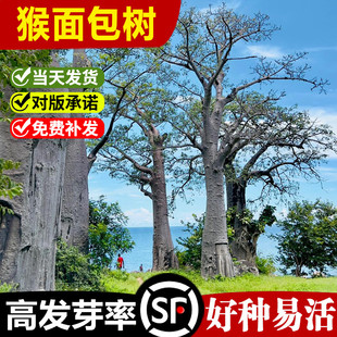 非洲猴面包树种子地载园林绿化盆景盆栽培养发芽易种树籽包邮