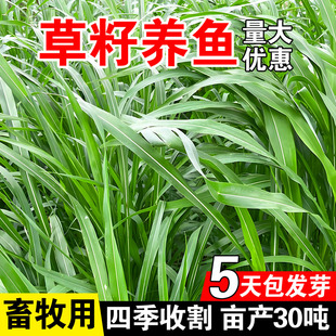 草籽养鱼专用草种高丹草籽四季牧草鱼草种籽玉米种植高粱