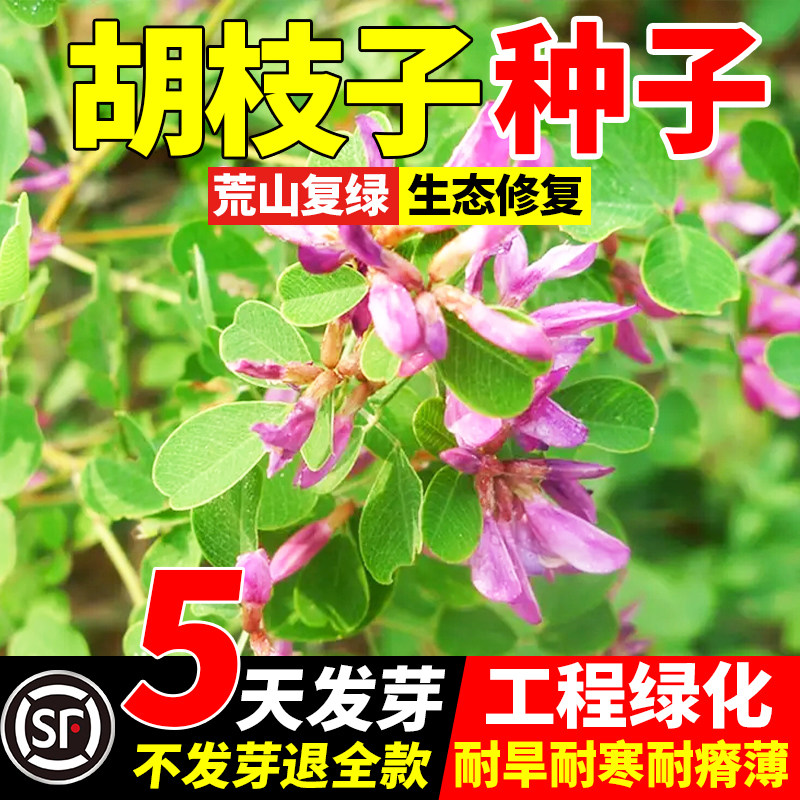 胡枝子草籽洋槐胡枝子车桑子银合欢猪屎紫穗槐树种子绿化包邮