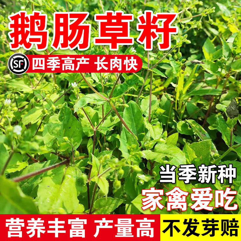 鹅肠草籽繁缕种子秋冬耐冻减重轻身茶繁缕草鹅肠菜鸡肠草鹅肠草