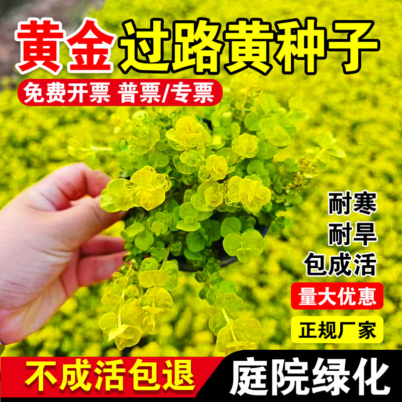 过路黄草籽中华景天种子常绿观叶植物佛甲草种子黄金串吊兰
