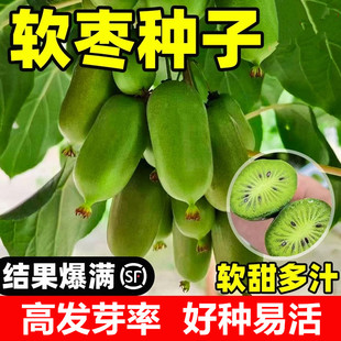 软枣种子籽柿树种子君迁子种黑柿子多年生植物核桃树柿子砧木子野