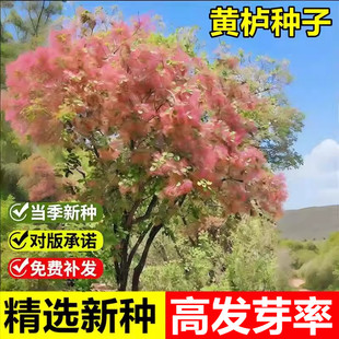 当年新采黄栌种子红叶灰毛黄栌多年生落叶乔木室外风景绿化树种子