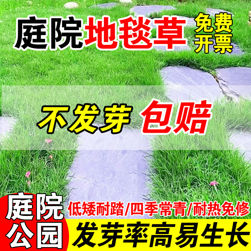 庭院地毯草四季常青免修剪