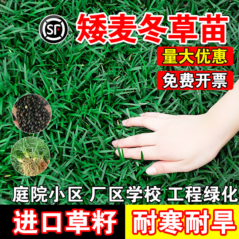 矮麦冬草苗玉龙草日本矮麦冬草种籽细叶麦冬庭院绿化种子